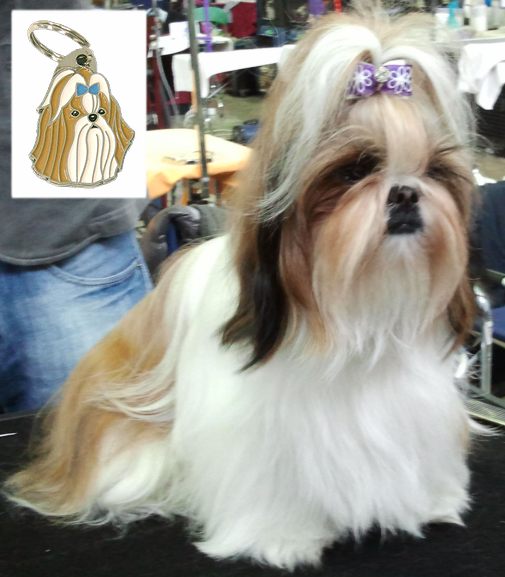 shih tzu 01.jpg